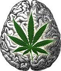 Marijuana Brain