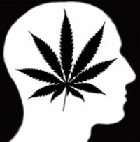 Cannabis Brain